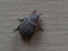 Trox scaber